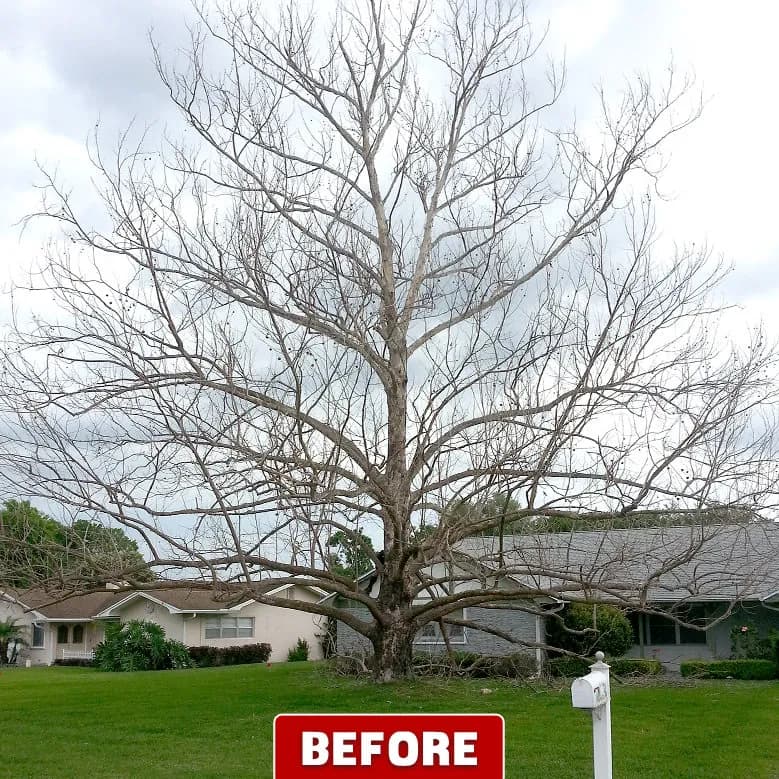 Beaver Tree Service, Inc.